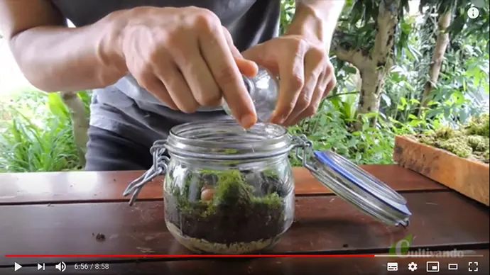 Terrário De Plantas Thumb