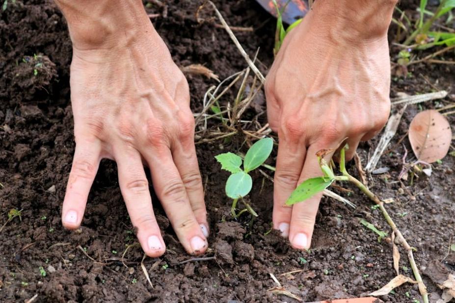 Saiu na Mídia: Semana do Meio Ambiente em Santos começa sábado e conta com mais de 40 atividades